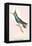 Hummingbird: Trochilus Delandii-Sir William Jardine-Framed Stretched Canvas