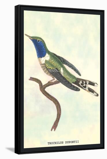Hummingbird: Trochilus Dupontii-Sir William Jardine-Framed Stretched Canvas
