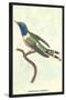 Hummingbird: Trochilus Dupontii-Sir William Jardine-Stretched Canvas