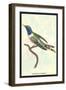 Hummingbird: Trochilus Dupontii-Sir William Jardine-Framed Art Print