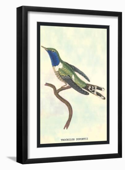 Hummingbird: Trochilus Dupontii-Sir William Jardine-Framed Art Print