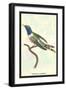 Hummingbird: Trochilus Dupontii-Sir William Jardine-Framed Art Print