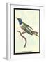 Hummingbird: Trochilus Dupontii-Sir William Jardine-Framed Art Print