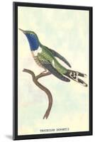Hummingbird: Trochilus Dupontii-Sir William Jardine-Mounted Art Print