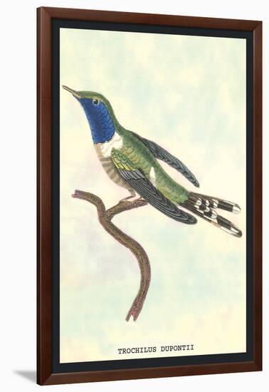 Hummingbird: Trochilus Dupontii-Sir William Jardine-Framed Art Print