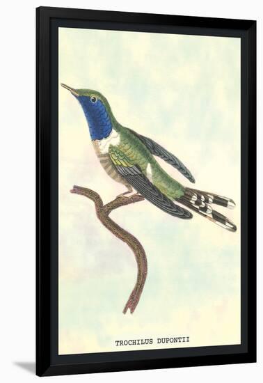 Hummingbird: Trochilus Dupontii-Sir William Jardine-Framed Art Print