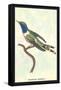 Hummingbird: Trochilus Dupontii-Sir William Jardine-Framed Stretched Canvas