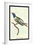 Hummingbird: Trochilus Dupontii-Sir William Jardine-Framed Art Print