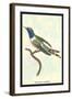 Hummingbird: Trochilus Dupontii-Sir William Jardine-Framed Art Print