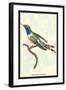 Hummingbird: Trochilus Dupontii-Sir William Jardine-Framed Art Print