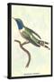 Hummingbird: Trochilus Dupontii-Sir William Jardine-Stretched Canvas