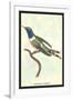 Hummingbird: Trochilus Dupontii-Sir William Jardine-Framed Art Print