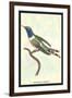 Hummingbird: Trochilus Dupontii-Sir William Jardine-Framed Art Print