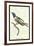 Hummingbird: Trochilus Dupontii-Sir William Jardine-Framed Art Print