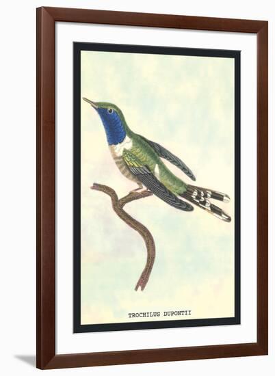 Hummingbird: Trochilus Dupontii-Sir William Jardine-Framed Art Print