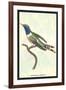 Hummingbird: Trochilus Dupontii-Sir William Jardine-Framed Art Print