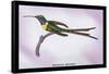 Hummingbird: Trochilus Enicurus-Sir William Jardine-Framed Stretched Canvas