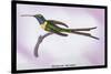 Hummingbird: Trochilus Enicurus-Sir William Jardine-Stretched Canvas