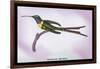 Hummingbird: Trochilus Enicurus-Sir William Jardine-Framed Art Print