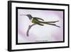 Hummingbird: Trochilus Enicurus-Sir William Jardine-Framed Art Print