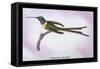 Hummingbird: Trochilus Enicurus-Sir William Jardine-Framed Stretched Canvas