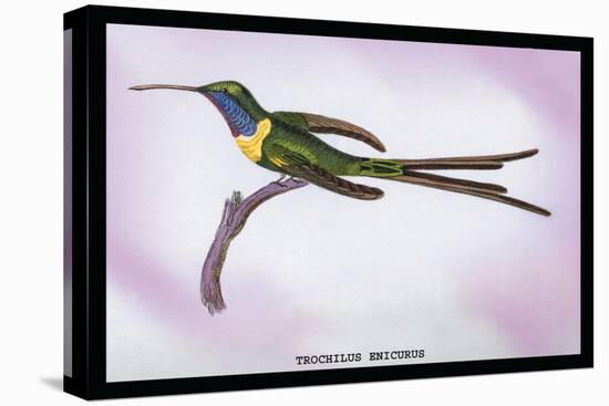 Hummingbird: Trochilus Enicurus-Sir William Jardine-Stretched Canvas