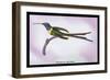 Hummingbird: Trochilus Enicurus-Sir William Jardine-Framed Art Print