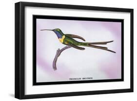 Hummingbird: Trochilus Enicurus-Sir William Jardine-Framed Art Print