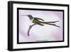 Hummingbird: Trochilus Enicurus-Sir William Jardine-Framed Art Print