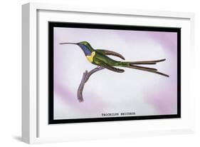 Hummingbird: Trochilus Enicurus-Sir William Jardine-Framed Art Print