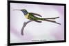 Hummingbird: Trochilus Enicurus-Sir William Jardine-Mounted Art Print