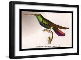 Hummingbird: Trochilus Gramineus-Sir William Jardine-Framed Art Print