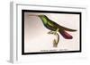 Hummingbird: Trochilus Gramineus-Sir William Jardine-Framed Art Print