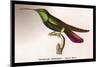 Hummingbird: Trochilus Gramineus-Sir William Jardine-Mounted Art Print