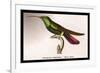 Hummingbird: Trochilus Gramineus-Sir William Jardine-Framed Art Print