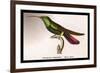 Hummingbird: Trochilus Gramineus-Sir William Jardine-Framed Art Print