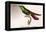 Hummingbird: Trochilus Gramineus-Sir William Jardine-Framed Stretched Canvas