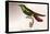 Hummingbird: Trochilus Gramineus-Sir William Jardine-Stretched Canvas