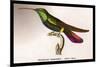 Hummingbird: Trochilus Gramineus-Sir William Jardine-Mounted Premium Giclee Print