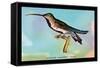 Hummingbird: Trochilus Gramineus-Sir William Jardine-Framed Stretched Canvas