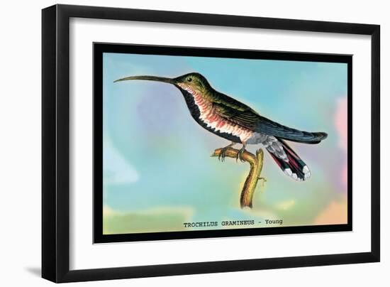Hummingbird: Trochilus Gramineus-Sir William Jardine-Framed Art Print
