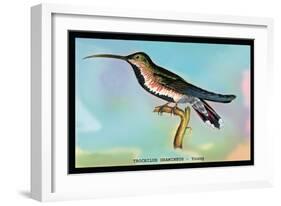 Hummingbird: Trochilus Gramineus-Sir William Jardine-Framed Art Print