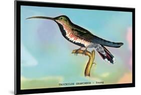 Hummingbird: Trochilus Gramineus-Sir William Jardine-Mounted Art Print