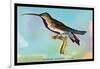 Hummingbird: Trochilus Gramineus-Sir William Jardine-Framed Art Print