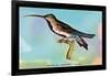 Hummingbird: Trochilus Gramineus-Sir William Jardine-Framed Art Print