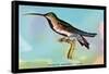 Hummingbird: Trochilus Gramineus-Sir William Jardine-Framed Stretched Canvas