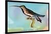 Hummingbird: Trochilus Gramineus-Sir William Jardine-Stretched Canvas