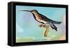 Hummingbird: Trochilus Gramineus-Sir William Jardine-Framed Stretched Canvas