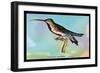 Hummingbird: Trochilus Gramineus-Sir William Jardine-Framed Premium Giclee Print