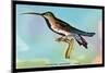Hummingbird: Trochilus Gramineus-Sir William Jardine-Mounted Premium Giclee Print